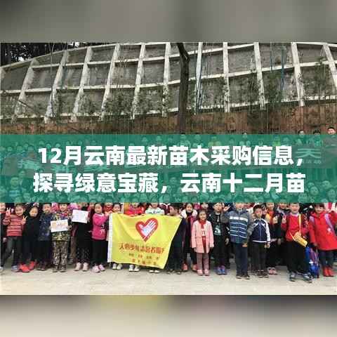 云南十二月绿意宝藏探寻,最新苗木采购信息与自然美景的邂逅
