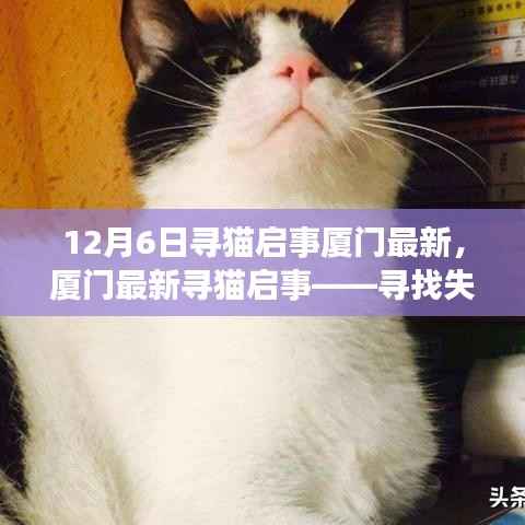 厦门最新寻猫启事,失踪猫咪寻找信息更新(12月6日版)