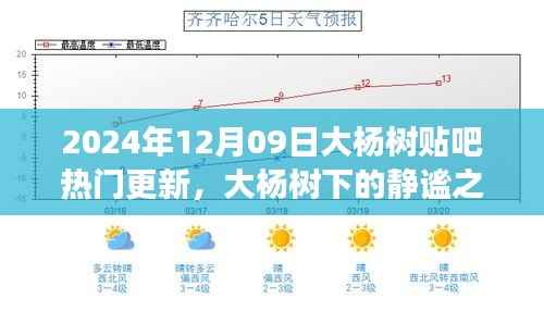 大杨树下的静谧之旅,探索自然美景与内心平静的旅程(最新更新)