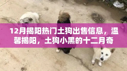 揭阳土狗小黑十二月奇遇,温馨家园与爱的守护