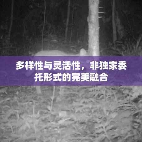 多样性与灵活性,非独家委托形式的完美融合