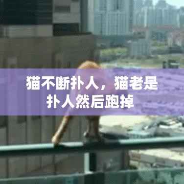 猫不断扑人,猫老是扑人然后跑掉