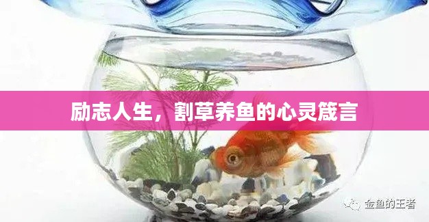 励志人生,割草养鱼的心灵箴言