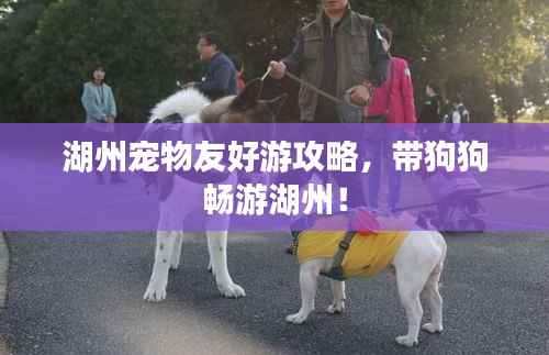 湖州宠物友好游攻略,带狗狗畅游湖州!