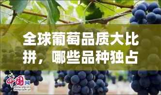 全球葡萄品质大比拼,哪些品种独占鳌头?