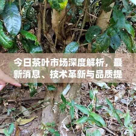 今日茶叶市场深度解析，最新消息、技术革新与品质提升趋势