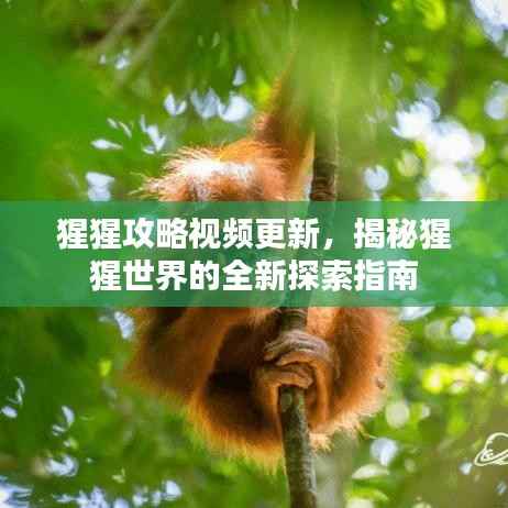 猩猩攻略视频更新,揭秘猩猩世界的全新探索指南