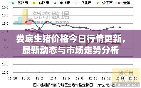 娄底生猪价格今日行情更新，最新动态与市场走势分析