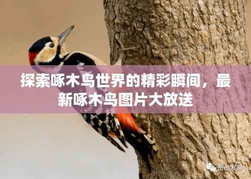 探索啄木鸟世界的精彩瞬间，最新啄木鸟图片大放送